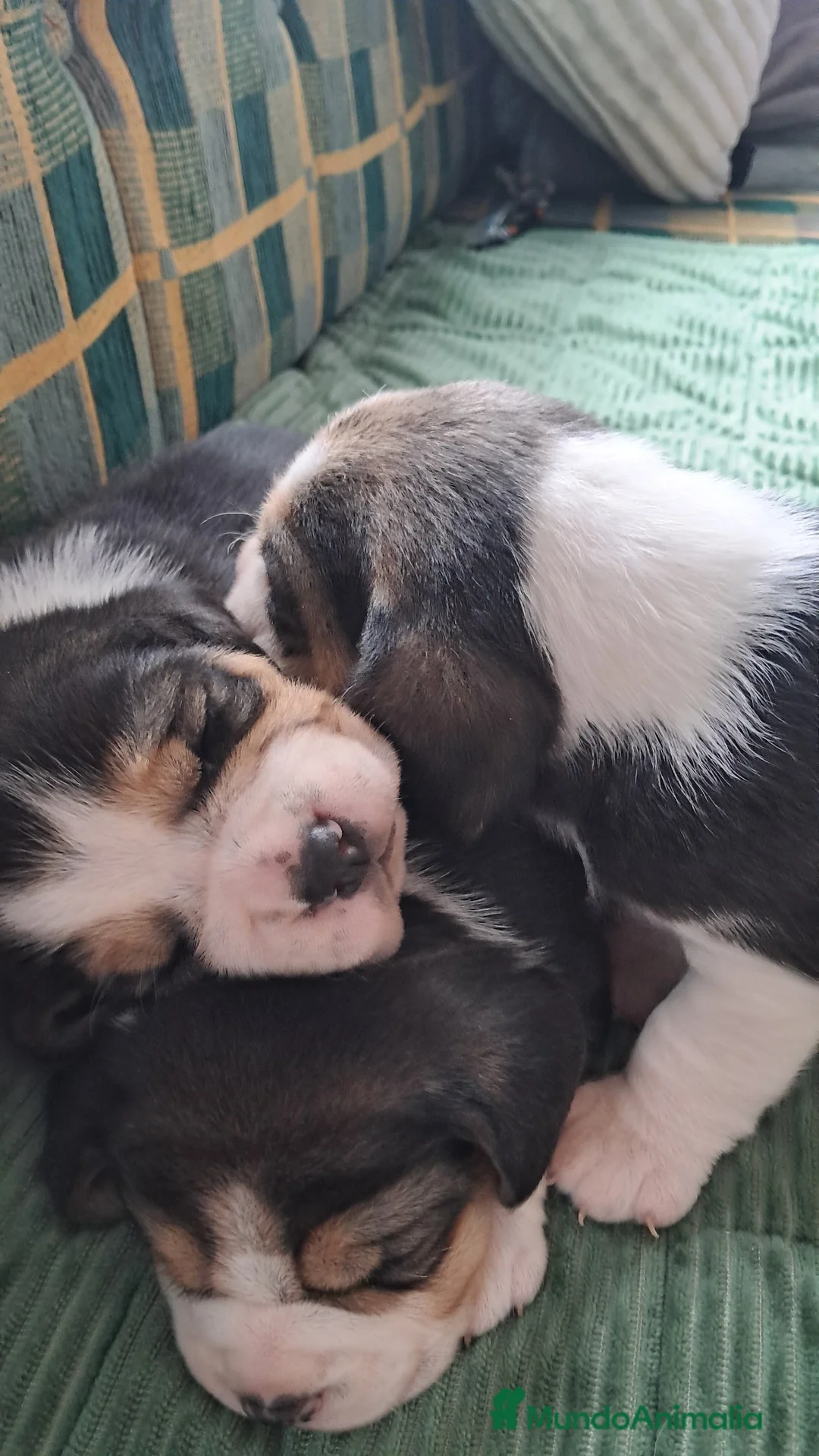 Beagle perros en venta: Bebés Beagles  - Anuncio 2