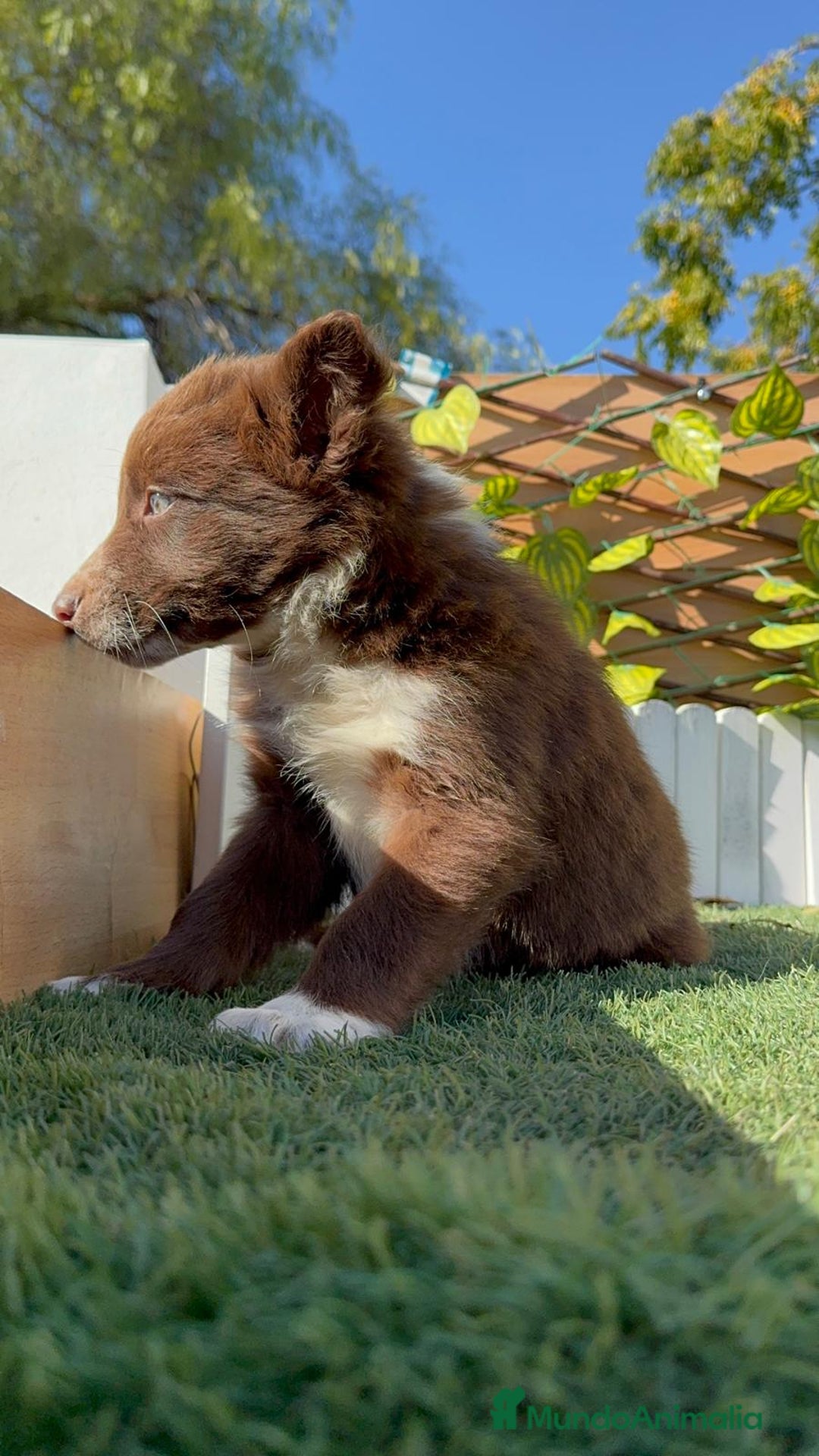 Border Collie perros en venta: BORDER COLLIE MACHO - Anuncio 11