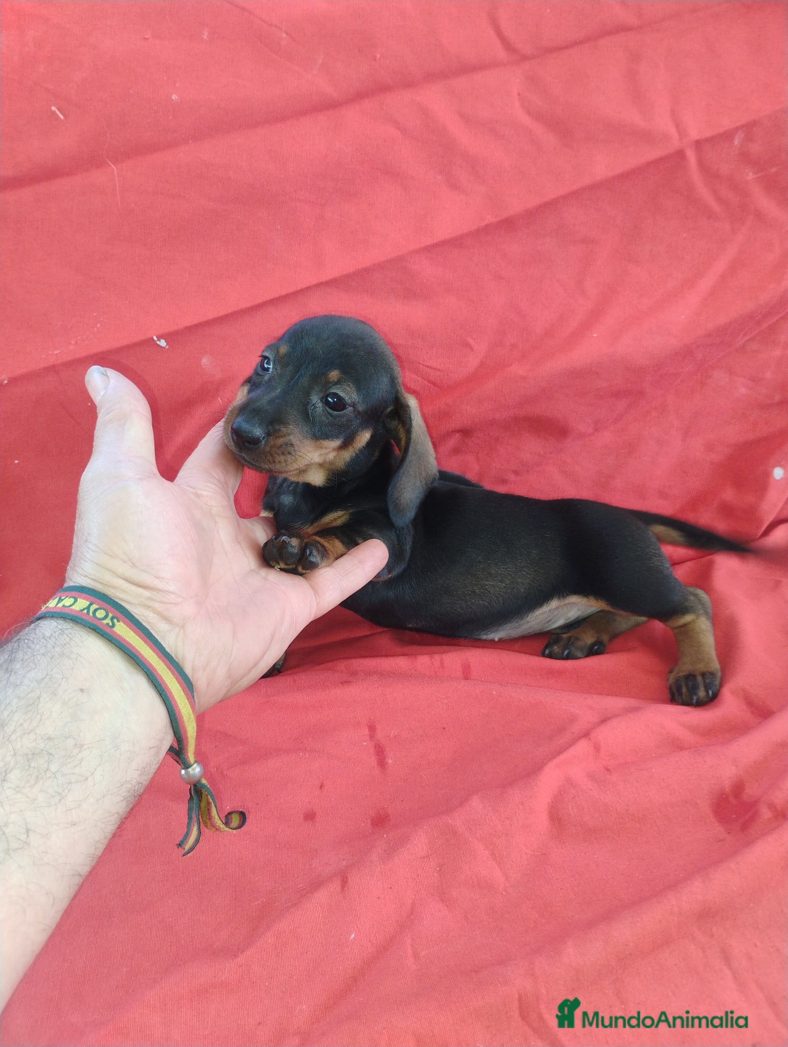 Teckel Miniatura perros Cachorra teckel negro y fuego miniatura  - Anuncio 1