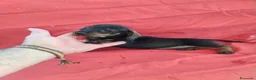 Teckel Miniatura perros en venta: Cachorra teckel negro y fuego miniatura  - Anuncio 1