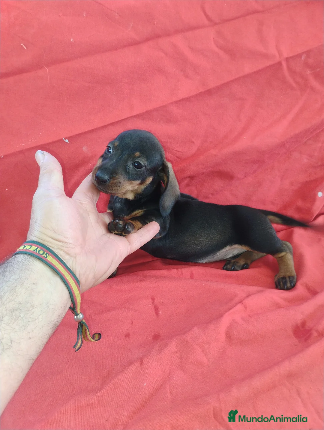 Teckel Miniatura perros en venta: Cachorra teckel negro y fuego miniatura  - Anuncio 1