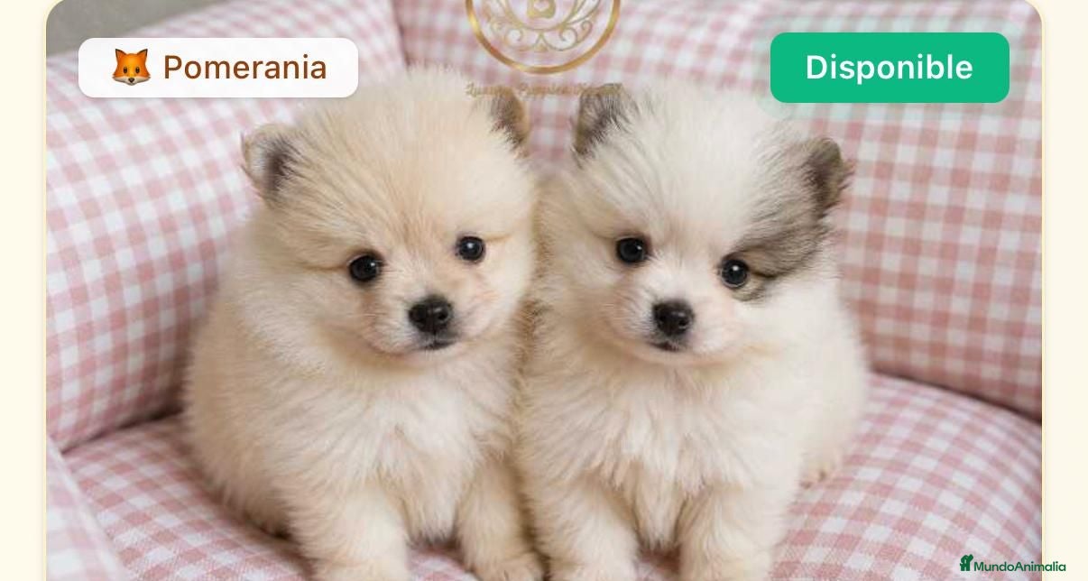 Pomerania perros Poneranias minis 604370339 Benidorm  - Anuncio 2