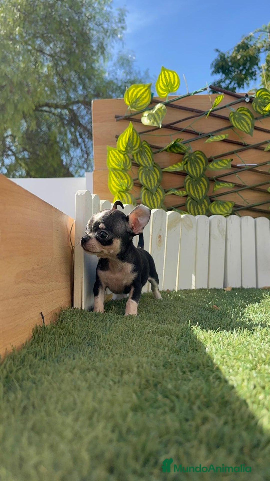 Chihuahua perros en venta: CHIHUAHUA HEMBRA - Imagen 13