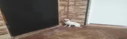 Chihuahua perros en venta: Cachorro chihuahua Macho  - Anuncio 5