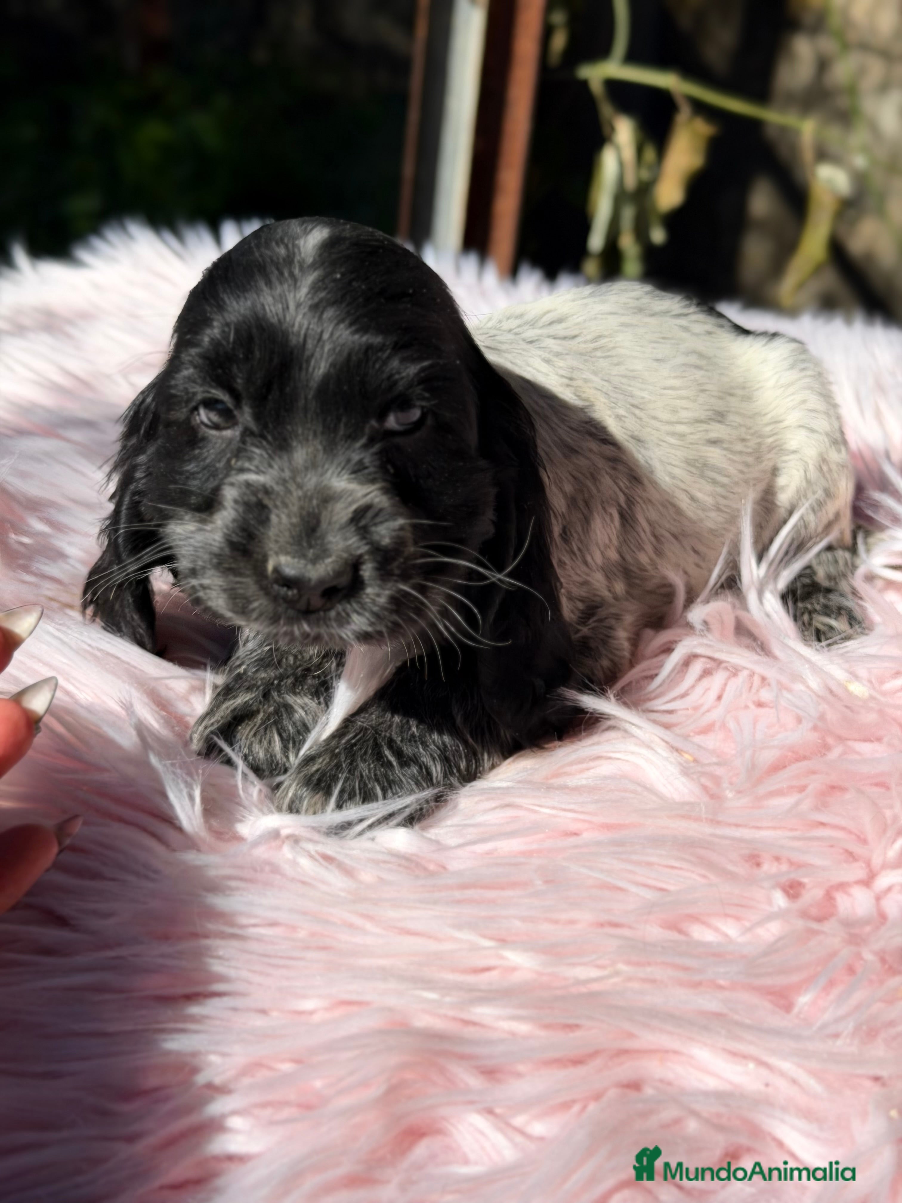 Cocker Spaniel Inglés perros Cocker ruano hembra  - Anuncio 1