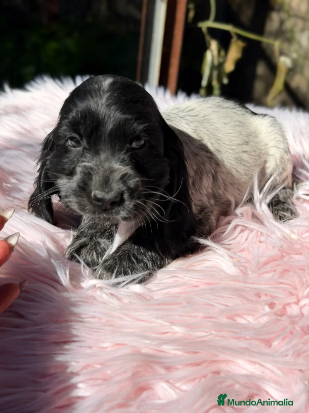 Cocker Spaniel Inglés perros en venta: Cocker ruano hembra  - Anuncio 1