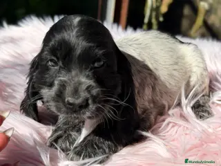 Cocker Spaniel Inglés perros Cocker ruano hembra - Anuncio 1