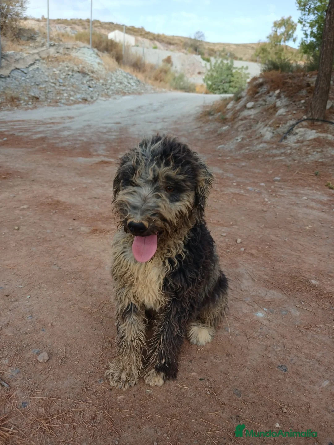 Perro de Agua Español perros en venta: PERRO DE AGUA ESPAÑOL - Anuncio 2