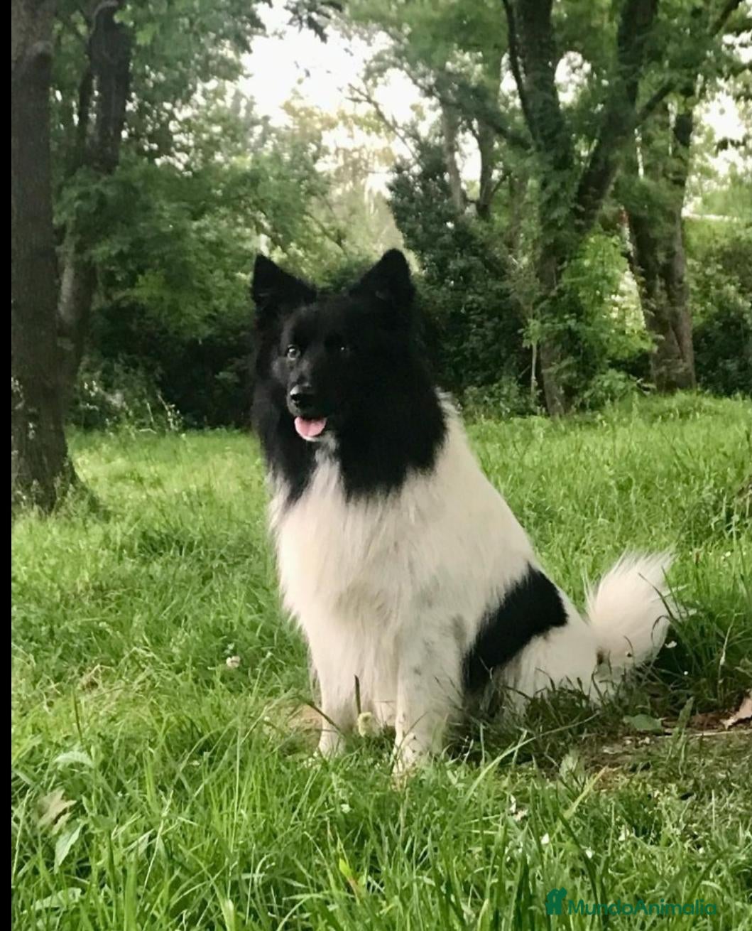 Border Collie perros Border collie macho para monta - Anuncio 7