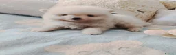Pomerania perros en venta: Disponible pomeranias ositos  - Anuncio 3