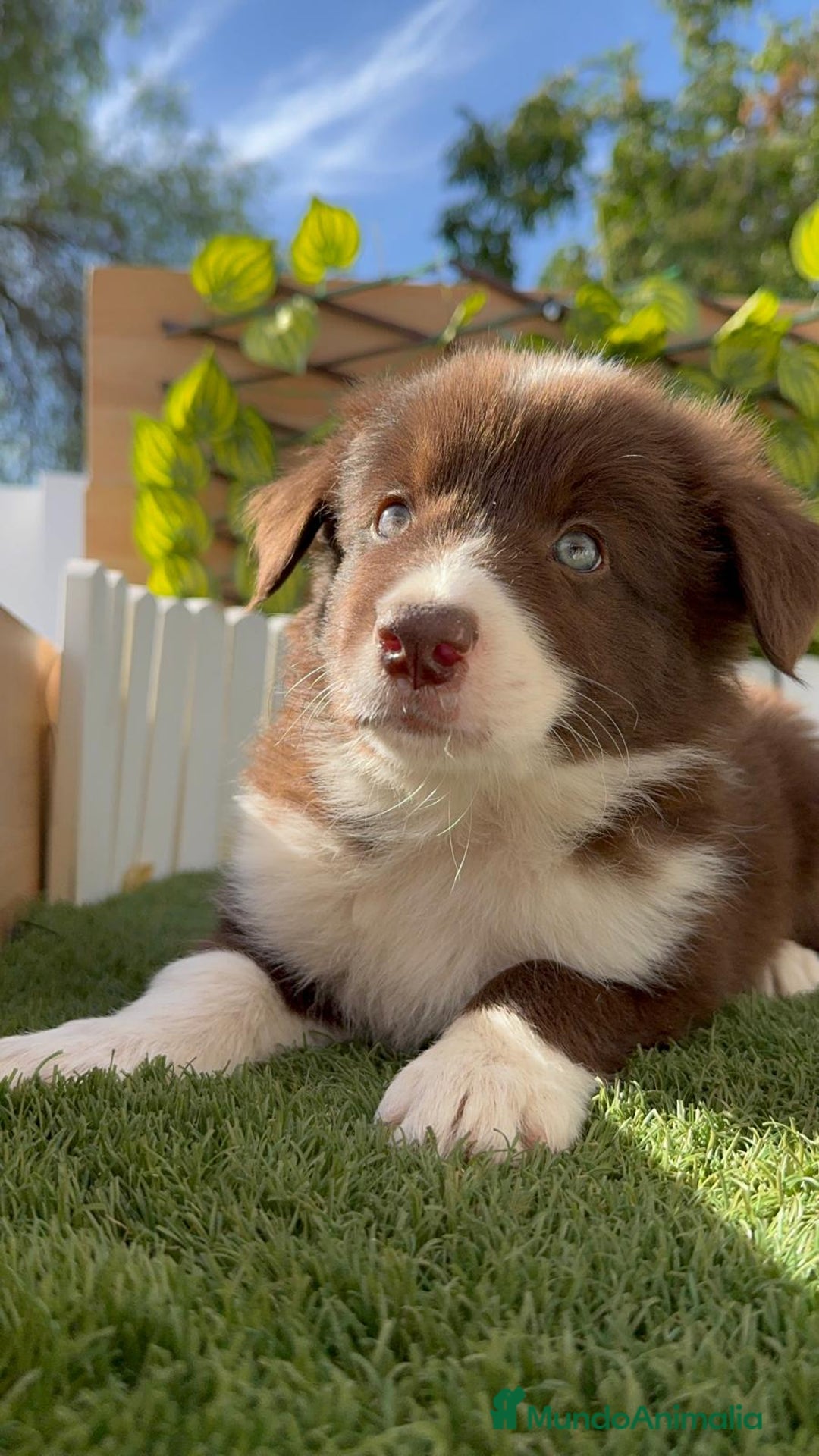 Border Collie perros en venta: BORDER COLLIE MACHO CHOCOLATE - Imagen 17