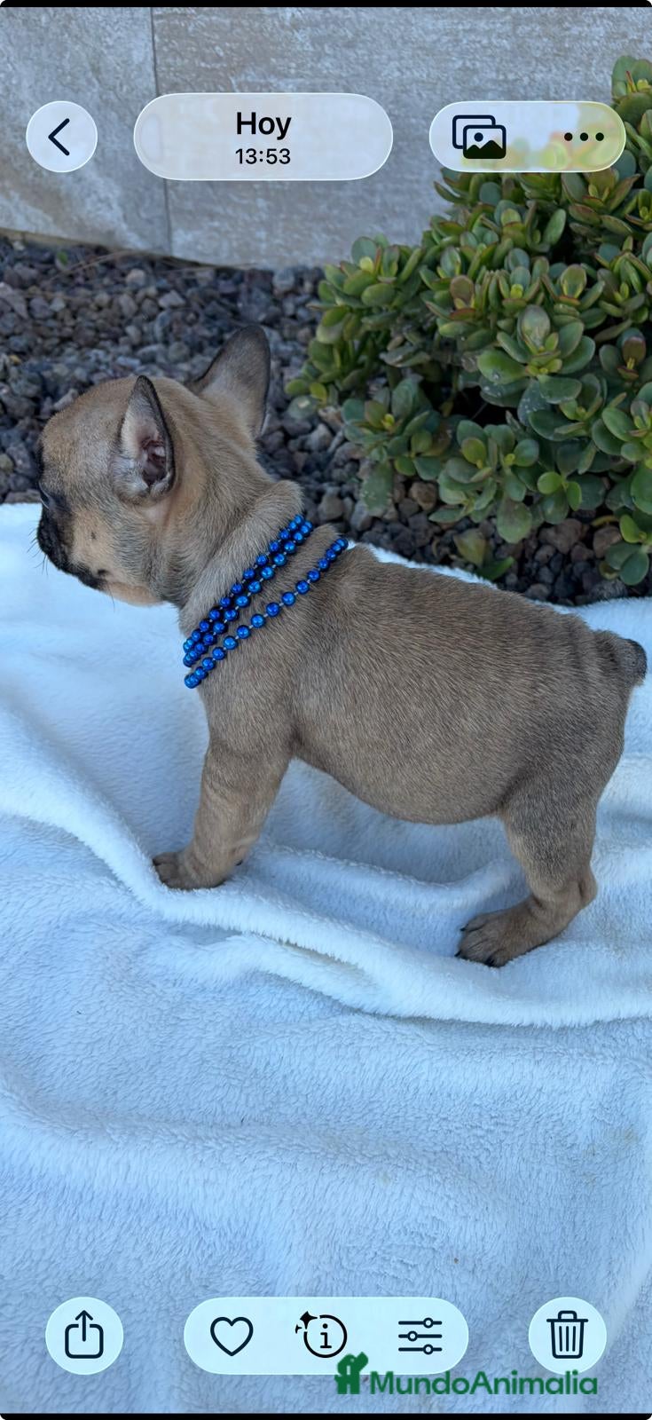 Bulldog Francés perros Bulldog francés  - Anuncio 2