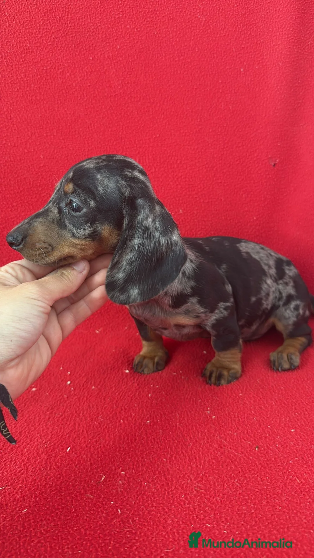 Teckel Miniatura perros en venta: Teckel Mini Arlequin  - Anuncio 2