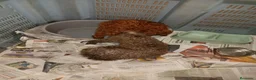 Caniche Toy perros en venta: Caniche toy - Anuncio 8