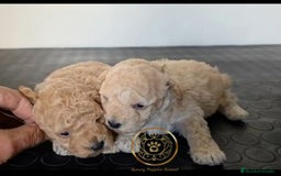 Caniche Toy perros en venta: Caniche toy enano - Anuncio 2