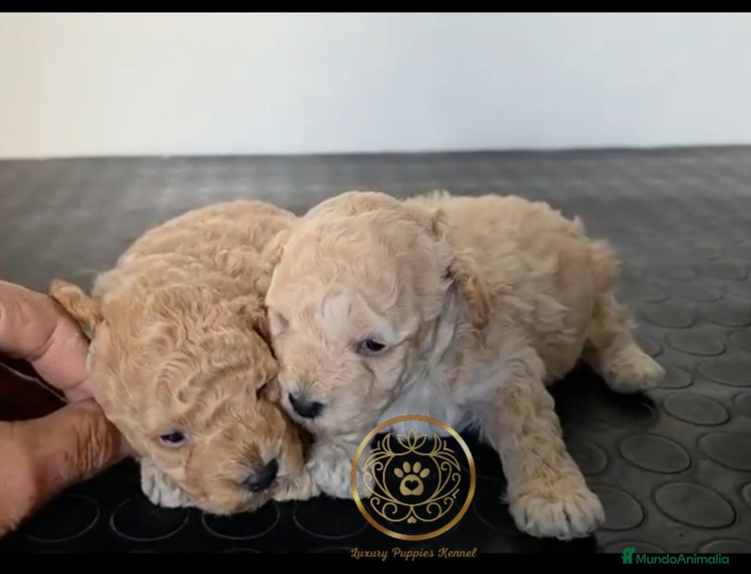 Caniche Toy perros en venta: Caniche toy enano - Anuncio 2