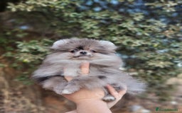 Pomerania perros en venta: Machito merle miniatura  - Imagen 2