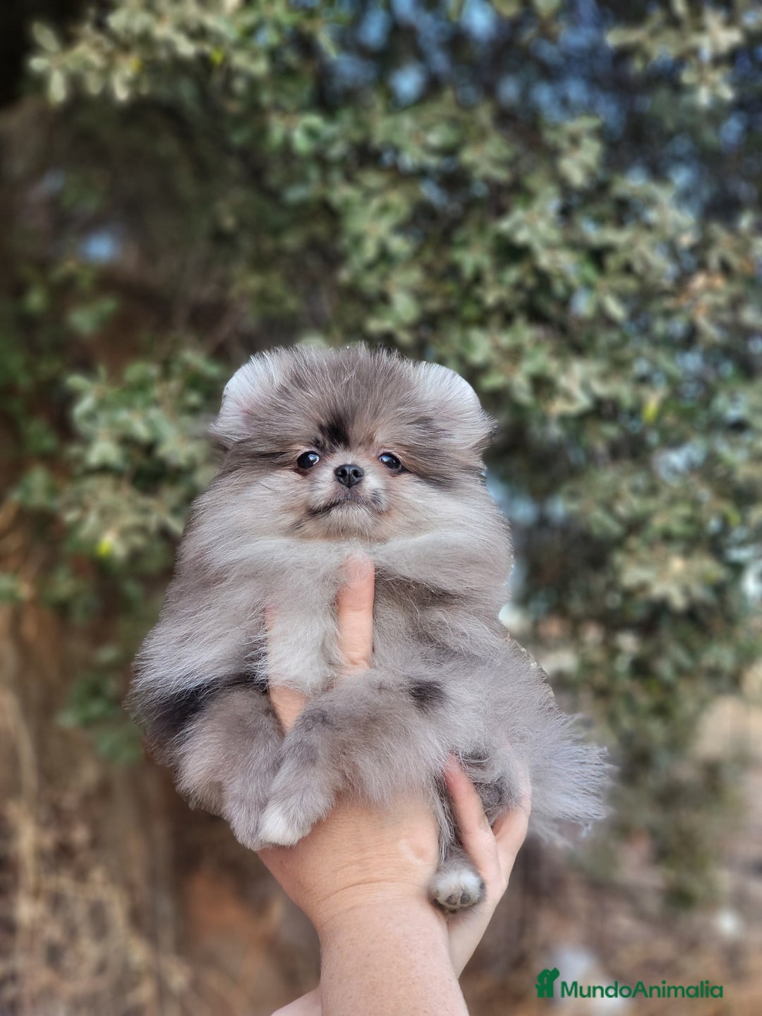 Pomerania perros en venta: Machito merle miniatura  - Imagen 2