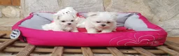 Bichón Maltés perros en venta: Bichón Maltés - Anuncio 5
