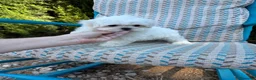 Bichón Maltés perros en venta: Bichon Maltés toy tacita de té  - Anuncio 1