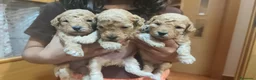 Caniche Toy perros en venta: Cachorros caniche toy 🧡 en Barcelona - Anuncio 6