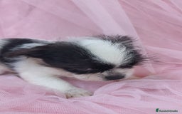 Raza Mixta perros en venta: Maltichi Bichón maltes y chihuahua ♂️ - Imagen 5