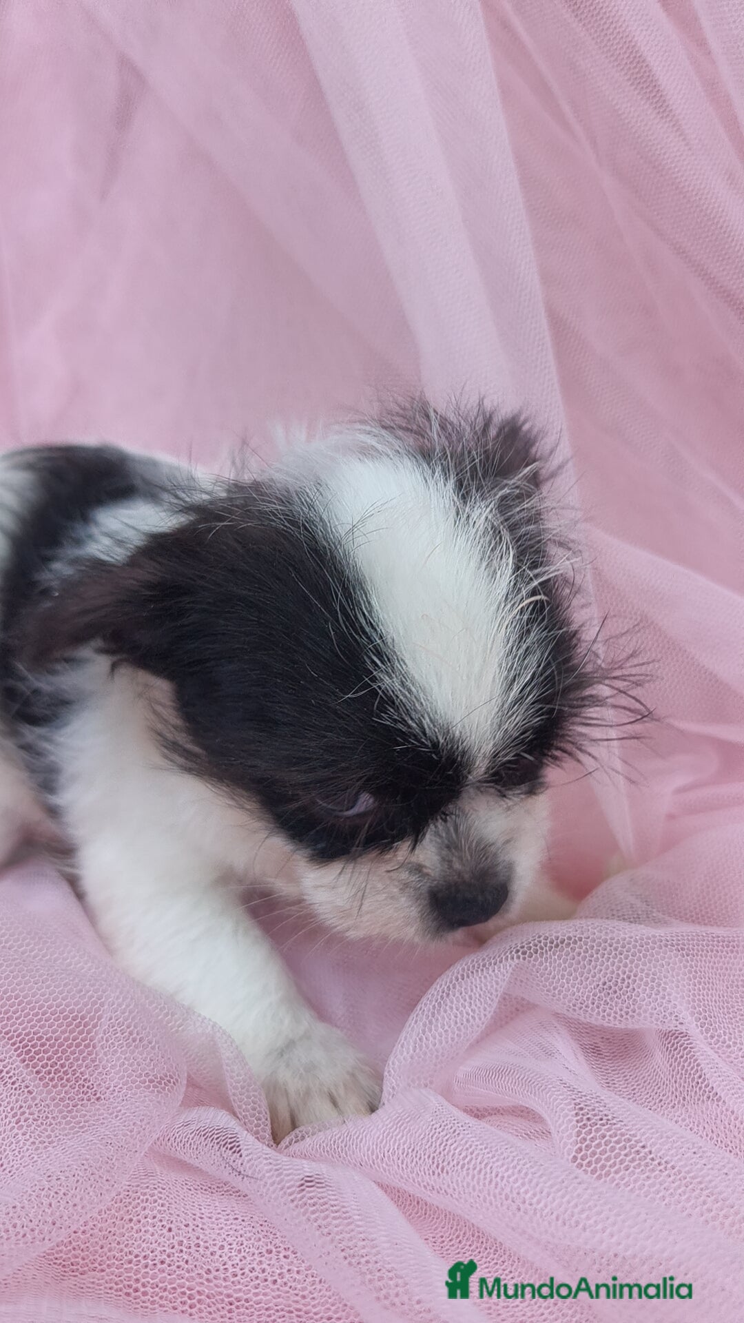 Raza Mixta perros en venta: Maltichi Bichón maltes y chihuahua ♂️ - Imagen 5