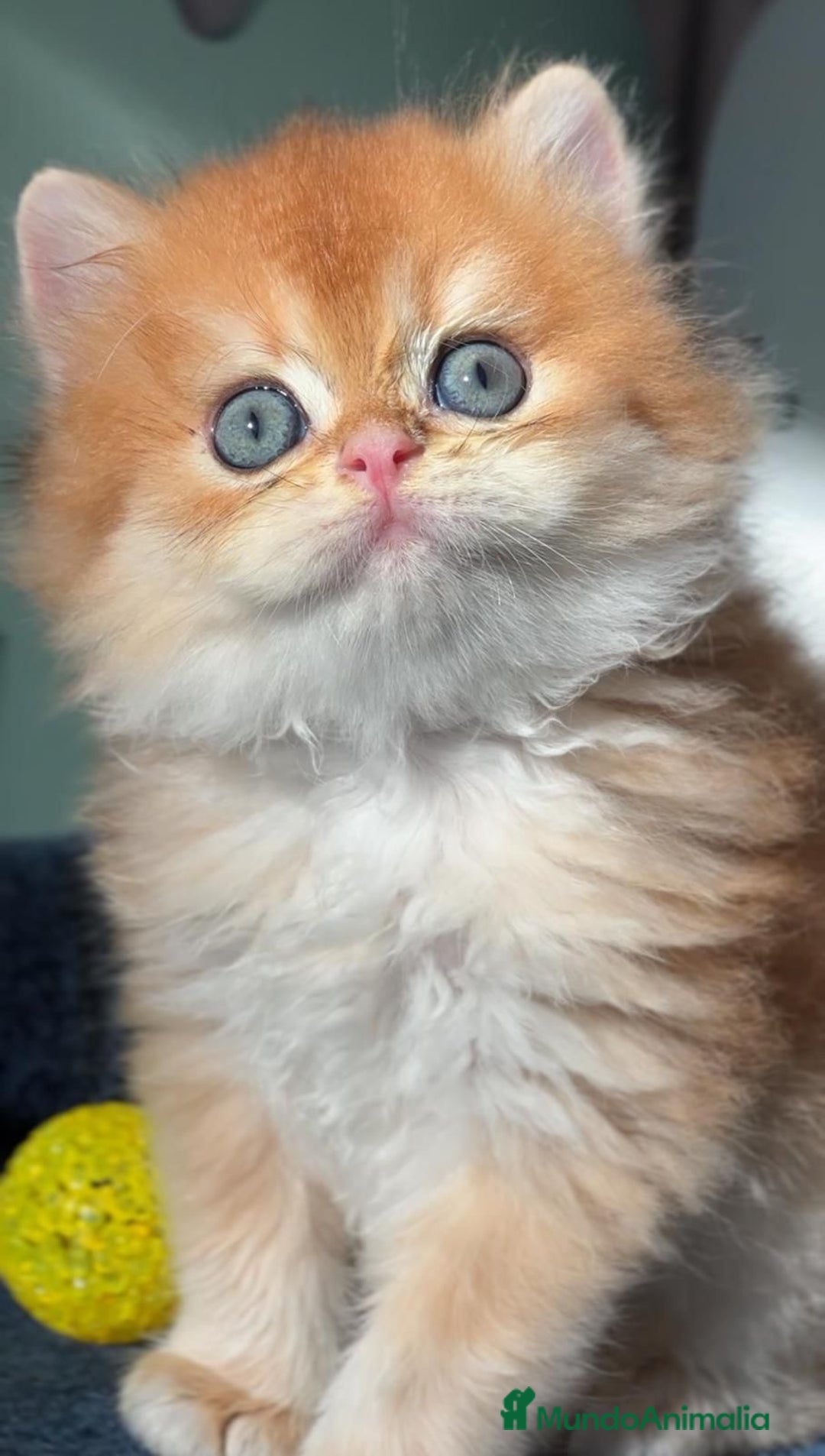Británico de Pelo Corto gatos en venta: Británicos y Scottish Fold gatitos  - Anuncio 1