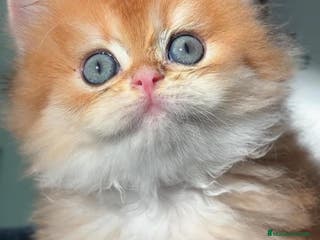 Británico de Pelo Corto gatos Británicos y Scottish Fold gatitos - Anuncio 7