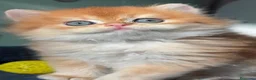 Británico de Pelo Corto gatos en venta: Británicos y Scottish Fold gatitos  - Anuncio 1