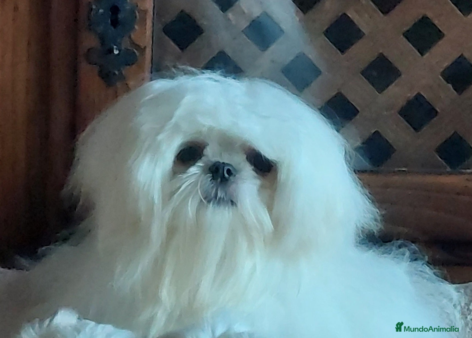 Bichón Maltés perros Bichon maltés  - Anuncio 1