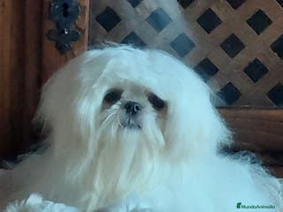 Bichón Maltés perros Bichon maltés - Anuncio 1