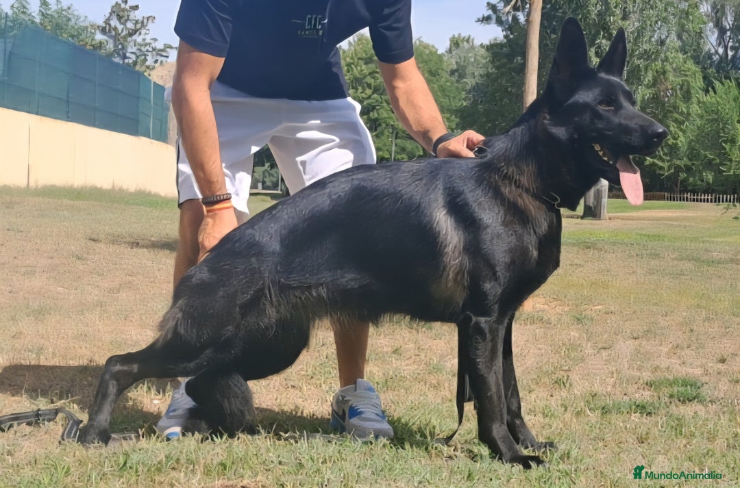 Pastor Alemán perros en venta: Hembra Pastor Alemán Negro - Imagen 1