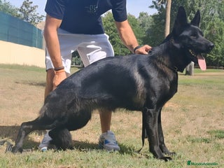 Pastor Alemán perros - Anuncio 31
