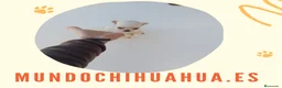 Chihuahua perros en venta: PRECIOSOS CHIHUAHUA RUSO Y ASIÁTICO  - Anuncio 14