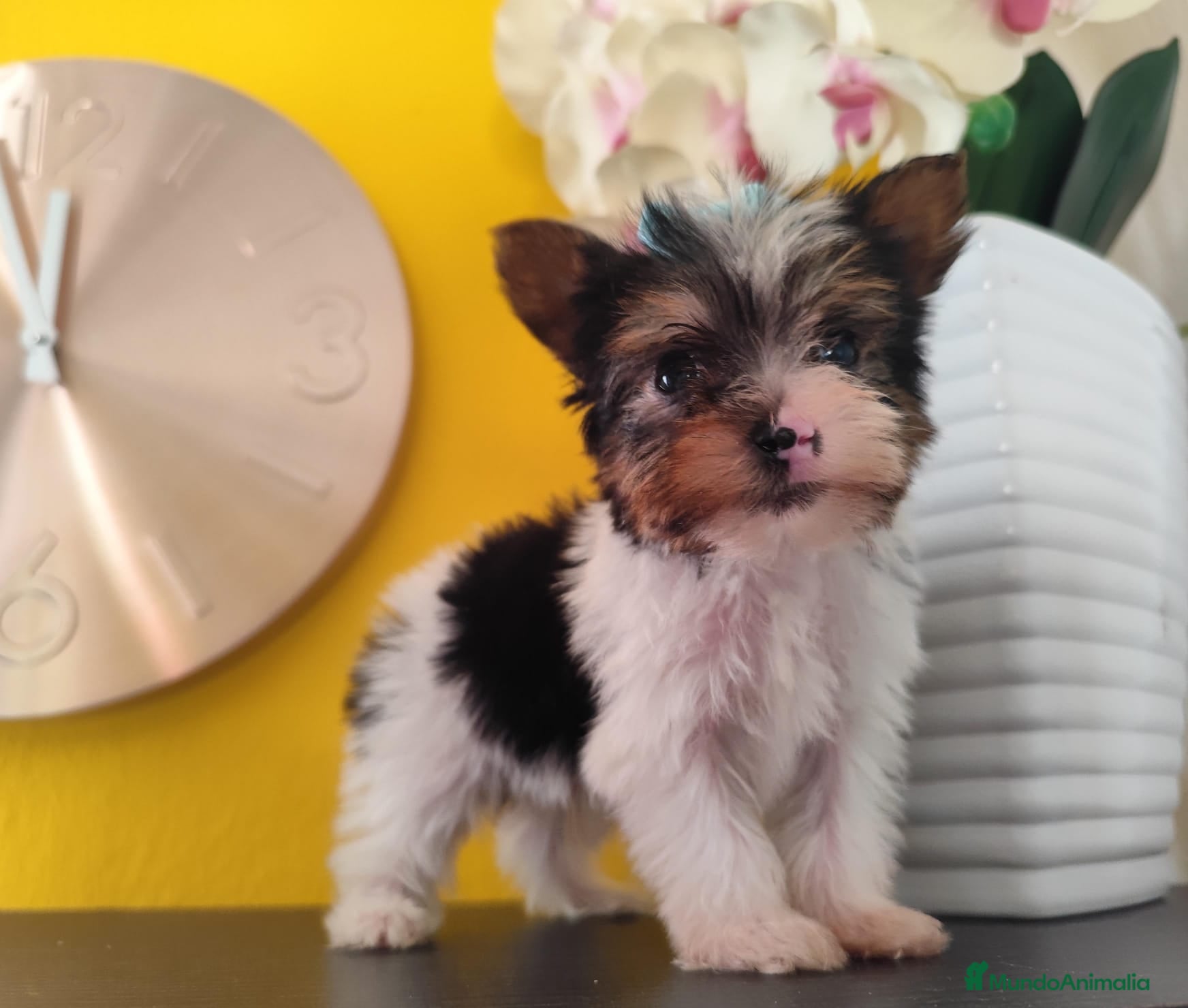 Biewer Yorkshire Terrier a la Pom Pon perros Yorkshire biewer toy - Anuncio 2