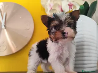 Biewer Yorkshire Terrier a la Pom Pon perros Yorkshire biewer toy - Anuncio 2