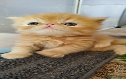 Persa gatos en venta: Gatito Persa Exotico Pura Raza - Imagen 10