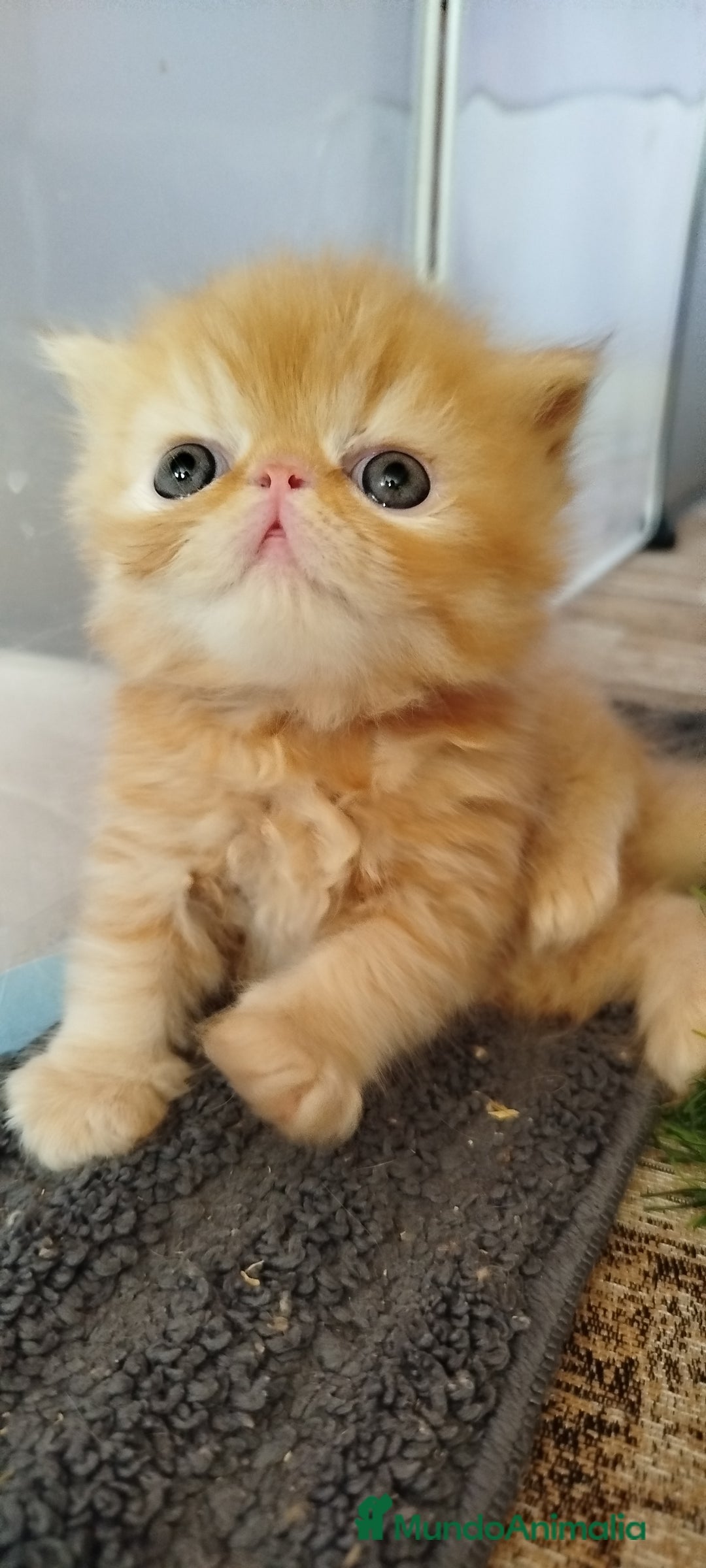 Persa gatos en venta: Gatito Persa Exotico Pura Raza - Imagen 10
