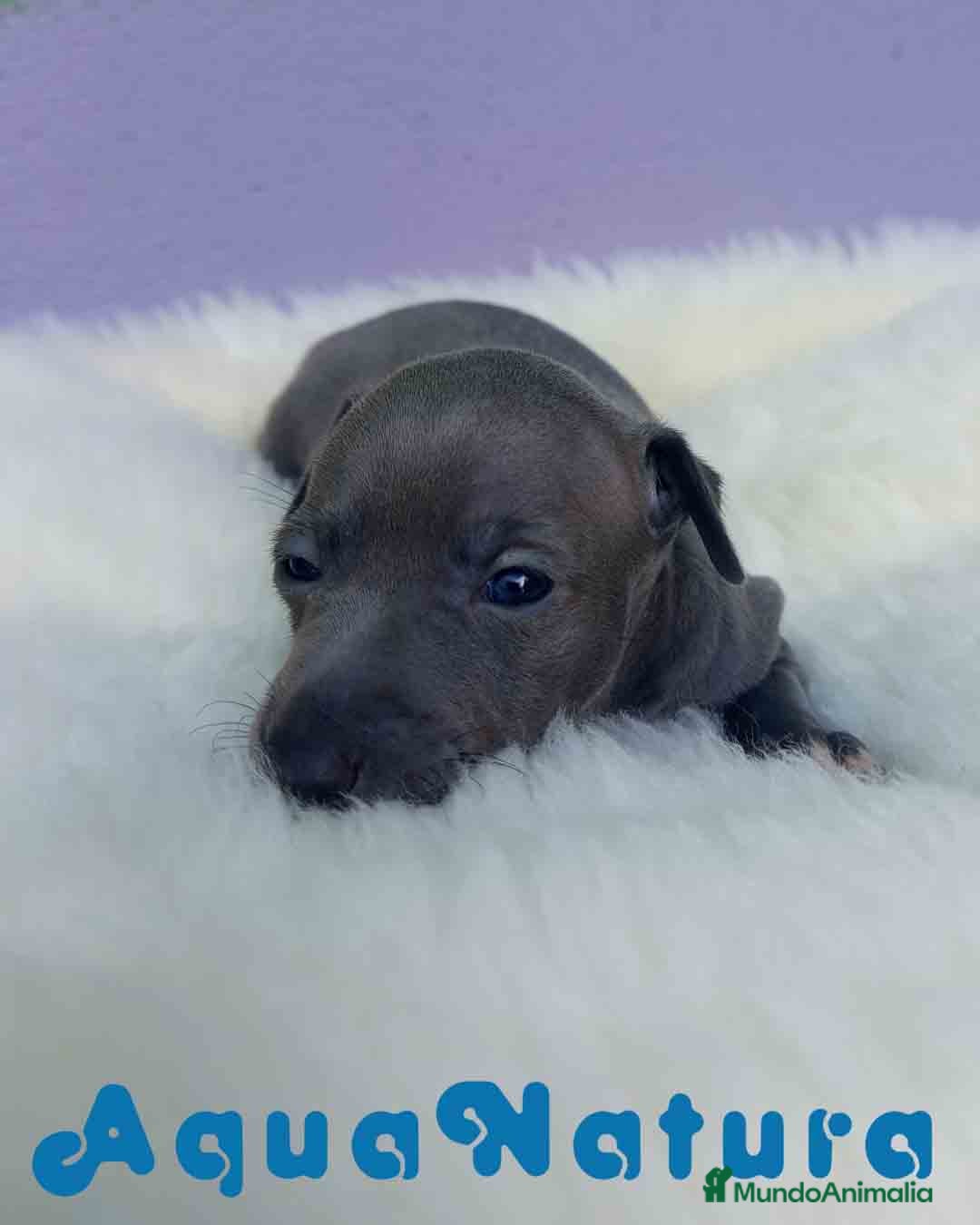 Pequeño Lebrel Italiano perros en venta: Lebrel Italiano Hembra 1 de BN y Omega AQUANATURA - Imagen 5
