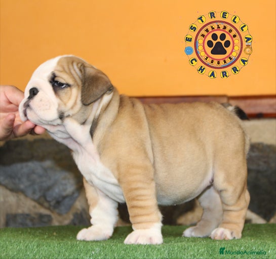 Imagen de galería {{count}}