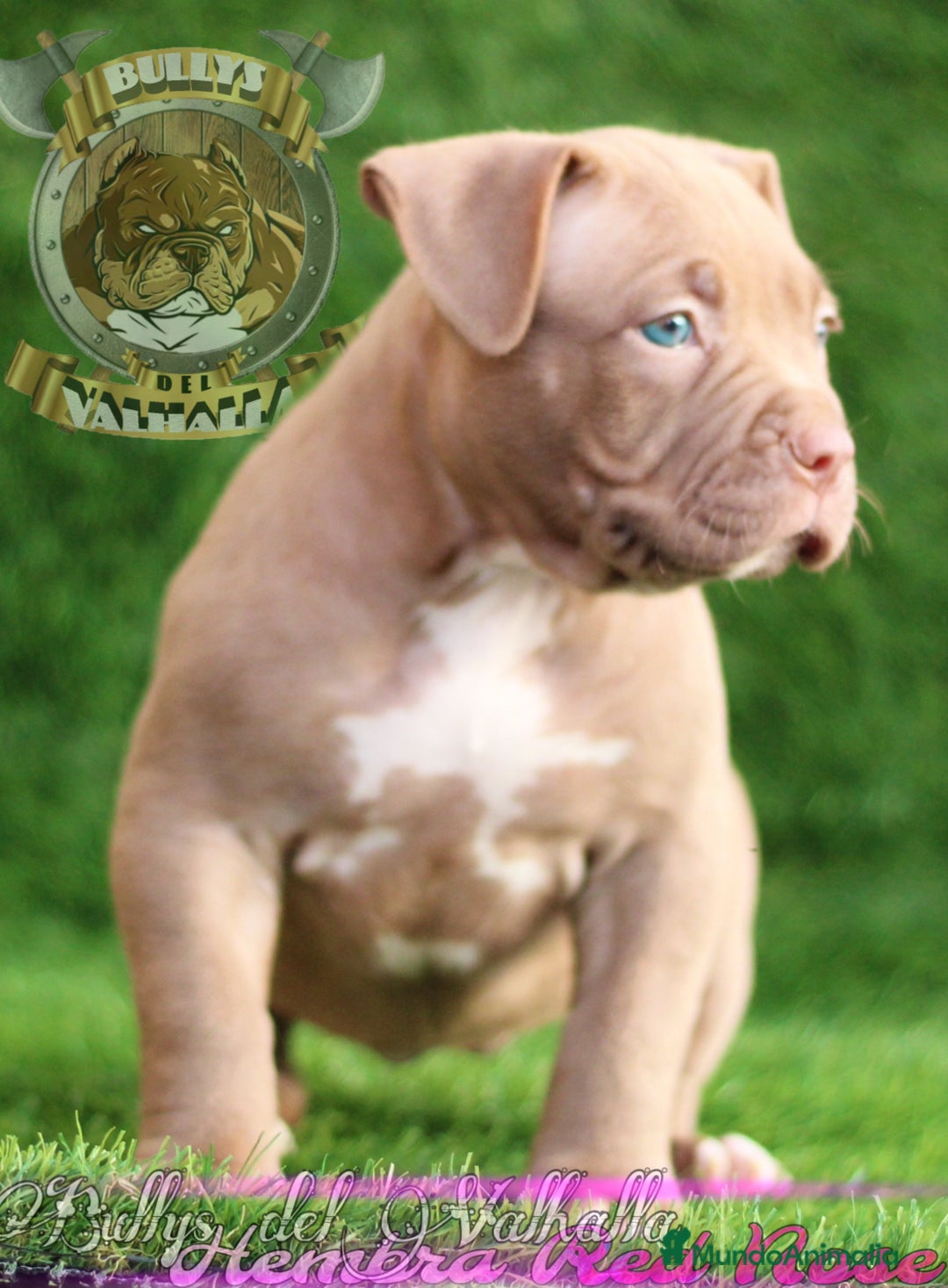American Bully perros en venta: AMERICAN BULLY XL / AMERICAN BULLY XXL  - Imagen 4