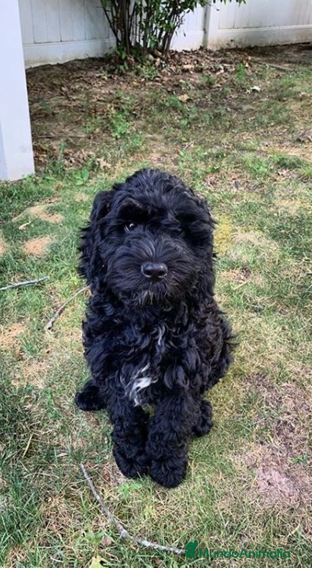 Perro de Agua Español perros en venta: CAMADA DE CACHORRITOS DE PERROS DE AGUA ESPAÑOL  - Anuncio 2