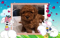 Caniche Toy perros en venta: Camada familiar de caniche toy - Imagen 1