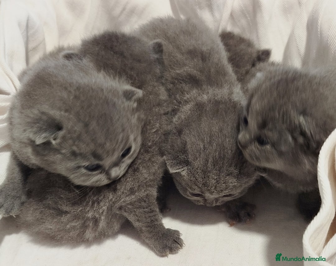 Británico de Pelo Corto gatos en venta: British Shorthair azules  - Anuncio 3