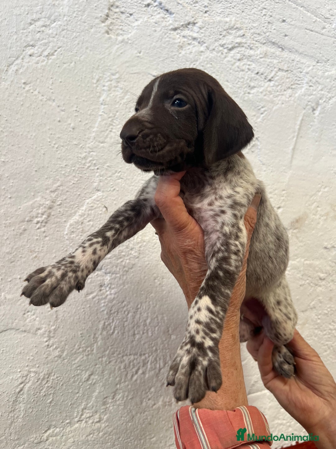 Braco Alemán de Pelo Corto perros en venta: Cachorros Braco Alemán  - Imagen 1