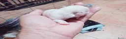 Chihuahua perros en venta: Camada Flapi Chihuahua  - Anuncio 7