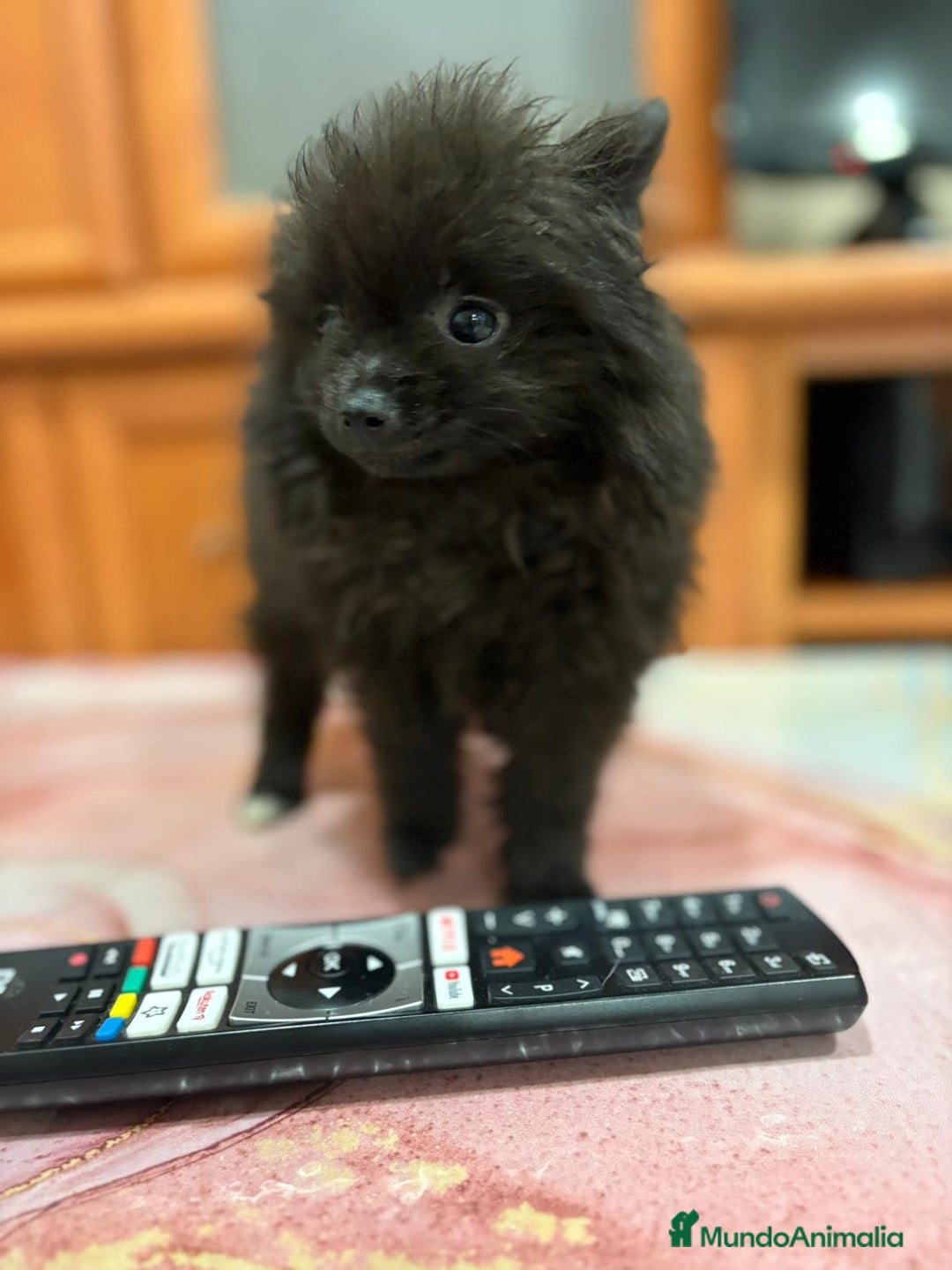 Pomerania perros en venta: LULU POMERANIA MICRO TOY  - Imagen 5