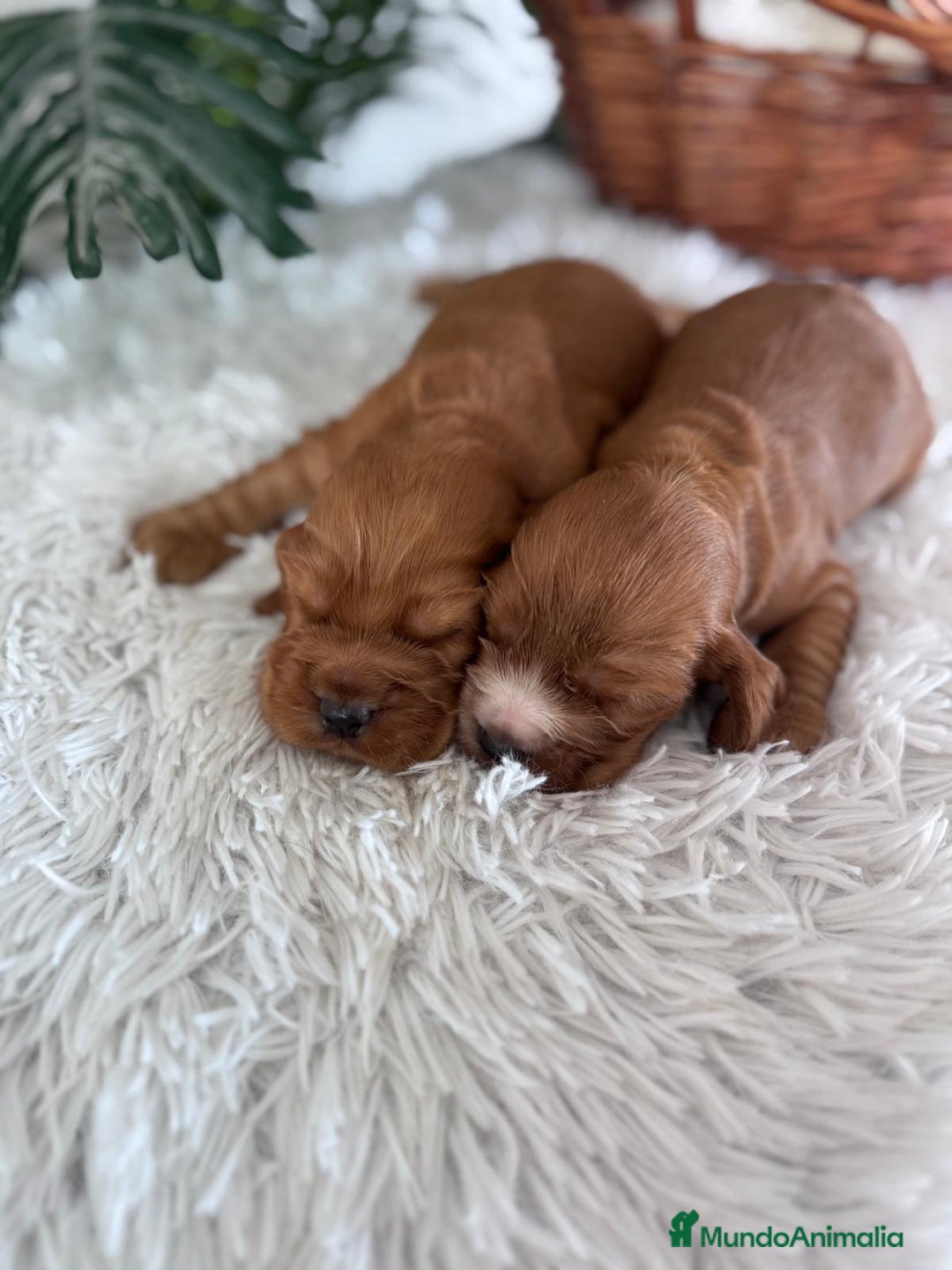 Cocker Spaniel Inglés perros en venta: COCKER SPANIEL INGLES - Anuncio 5