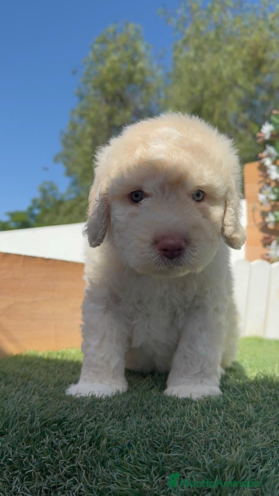 Perro de Agua Español perros en venta: PERRO DE AGUA RABON - Anuncio 6